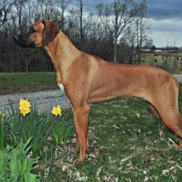 Rhodesian Ridgeback All Grown Up from Adili Ridgebacks