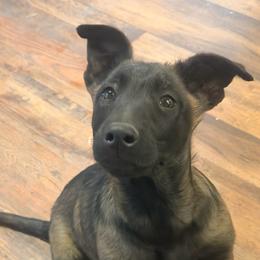 Male- confident solid and well driven - Black sable male Belgian Malinois puppy in Dallas, Texas from RoyalHaus Malinois