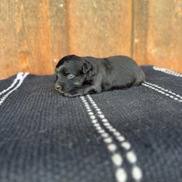 Ginger - Black tri-color female Aussiedoodle puppy in Eastland, Texas from H5 Mini Doodles