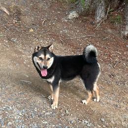 Duke - Shiba Inu