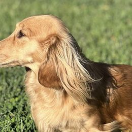 Dachshunds from Longbottom Doxies