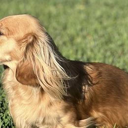 Dachshunds from Longbottom Doxies