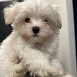 Maltese puppies from Bichoncitos Malteses ❤️