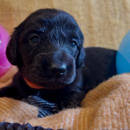Penny - Black female Dachshund puppy in Huntington, Arkansas from Rockstar.Weiners