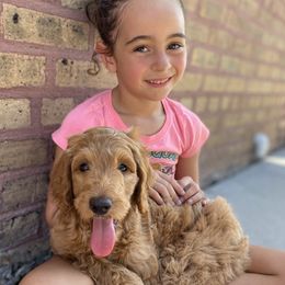 Aussiedoodles, Goldendoodles, and Poodles from North Florida Poodles and Doodles