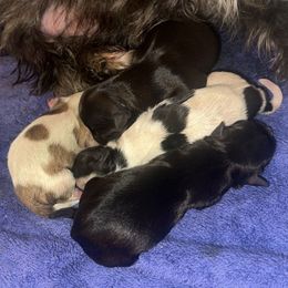 Name coming soon - Piebald male Morkie puppy in Aliquippa, Pennsylvania from The Morkie Mom