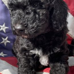 Dark Pink Collar (Male) - Goldendoodle puppy in Ozark, Arkansas from Mulberry River Poodles and Doodles, LLC.