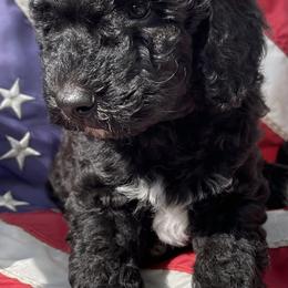 Dark Pink Collar (Male) - Goldendoodle puppy in Ozark, Arkansas from Mulberry River Poodles and Doodles, LLC.