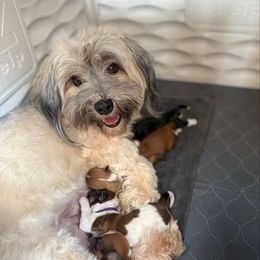 Bella - Havanese