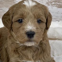 Goldendoodles from Ohiopuppypaws