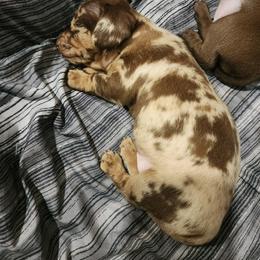 Oscar - Dapple male Dachshund puppy in Harrison, Arkansas from Dachshunds on the Hill