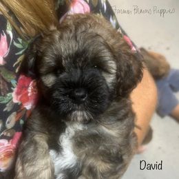 David - Sable male Schnoodle puppy in Sedalia, Missouri from Farmer Brown's Puppies