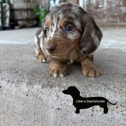 Reese - Dapple male Dachshund puppy in Hawley, Texas from Little e Dachshunds