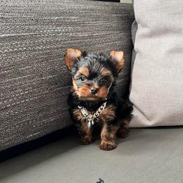 Max Blue boy - Black and tan male Yorkshire Terrier puppy in Las Vegas, Nevada from Lala’s Pups