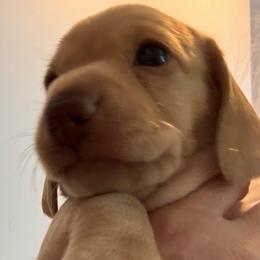 Rocky - Cream male Dachshund puppy in Nampa, Idaho from 208 Wiener Wiggle Butts LLC