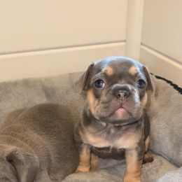 French Bulldog and Olde English Bulldogge Puppies from Uptop bulls kennel