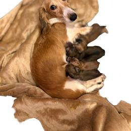 Male 1 - Cream male Dachshund puppy in Medina, Ohio from STORIED DOXIES