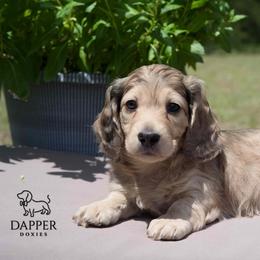 Chip - Dapple male Dachshund puppy in Brooksville, Florida from Dapper Doxies