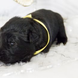 German Shepherd Puppies from Journey's German Shepherds (Kennel Vom Himmel)