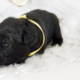 German Shepherd Puppies from Journey's German Shepherds (Kennel Vom Himmel)