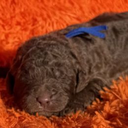 Howard - Brown and white male Saint Berdoodle puppy in Beach, North Dakota from Badland St. Berdoodles LLC