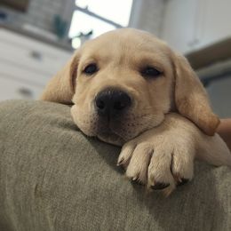 Labrador Retriever Puppies from Majestic Forrest Labradors