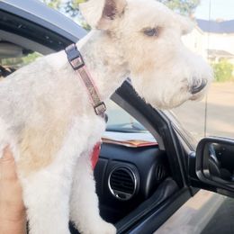 Wire Fox Terriers from BKS farm