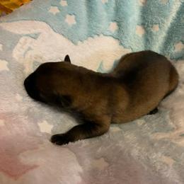 Male 5 - Sable male German Shepherd puppy in Effingham County, Illinois from Delaney Working Dogs