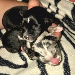 Toy Australian Shepherd puppies from High Desert Companions