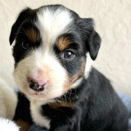 Ross - Black tri Miniature Australian Shepherd puppy in Jerome, Idaho from Merrick Mini Aussies