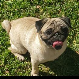 Ruby - Pug