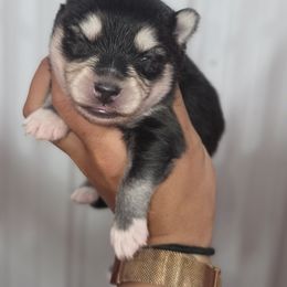 Kalo - Black and white male Pomsky puppy in Mc Callsburg, Iowa from SZ Rolling Acres LLC