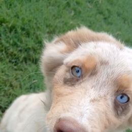 Cluck - Red merle male Australian Shepherd puppy in Elkhart, Texas from Donaldson Dogz