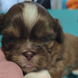 Baby boy 1 - Chocolate male Shih Tzu puppy in Filer, Idaho from Shih Tzu Kennels