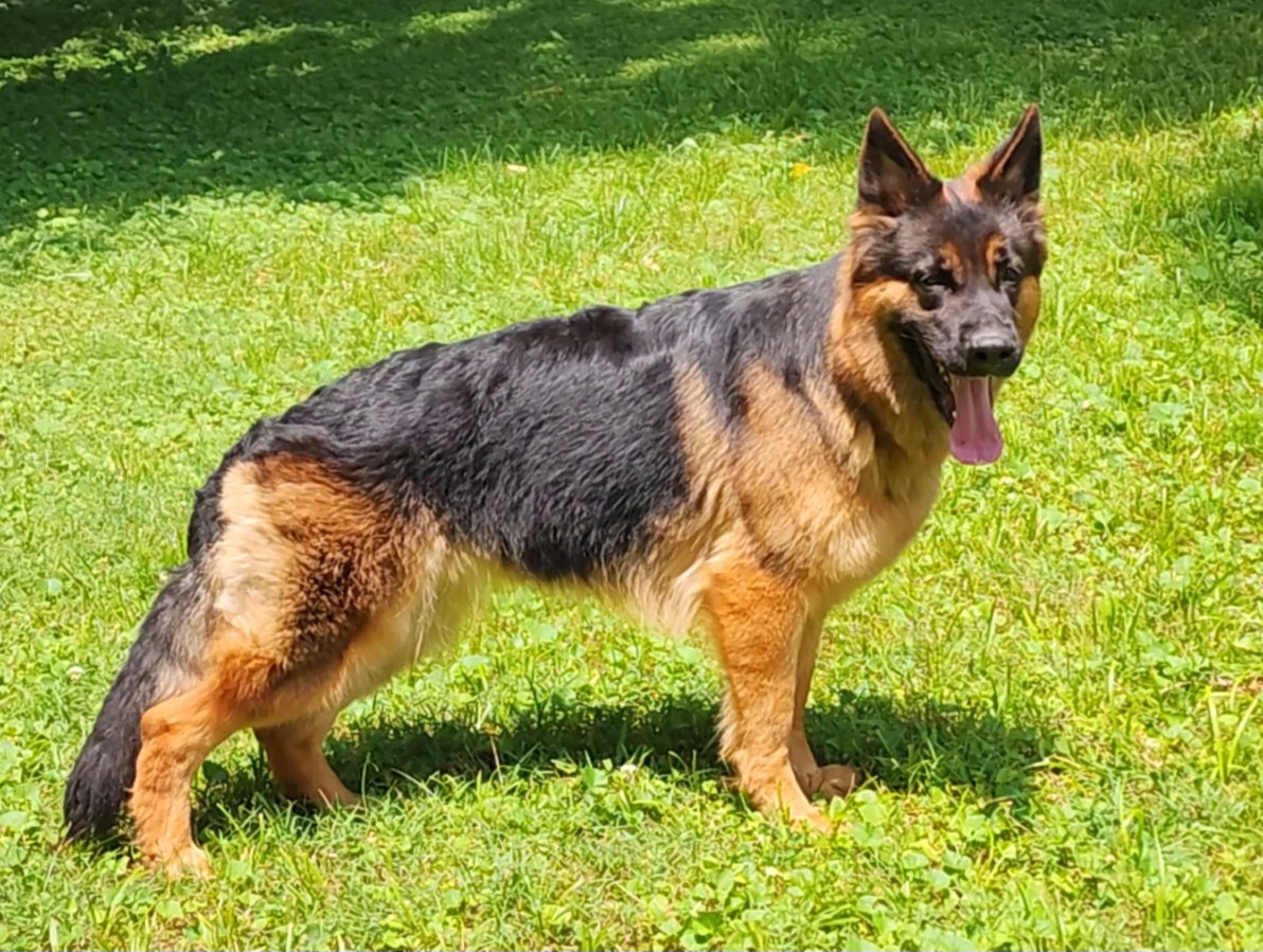German Shepherd Puppies from Persevere Kennels