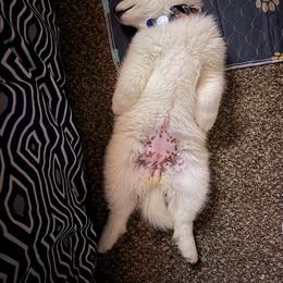 Samoyed Puppies from Morning Star Samoyeds