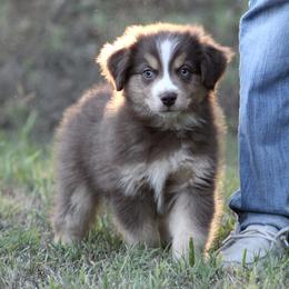 August - male Miniature Australian Shepherd puppy in Wolfe City, Texas from Susan Warnock