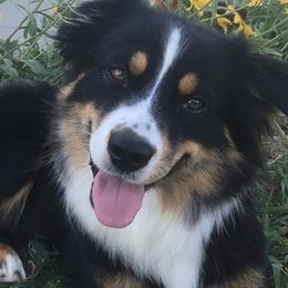 Miniature Australian Shepherds from Fuller Aussies