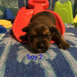 Floyd - Gold male Morkie puppy in Dighton, Massachusetts from Massachusetts Morkies