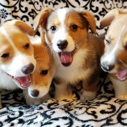 Pembroke Welsh Corgi Puppies from Whimsical Treasure Corgis