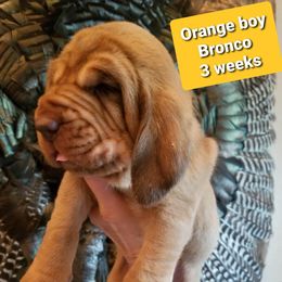 Bloodhound Puppies from KRC Ozark Mountain Bloodhounds