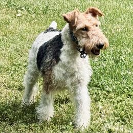 Clara - Wire Fox Terrier
