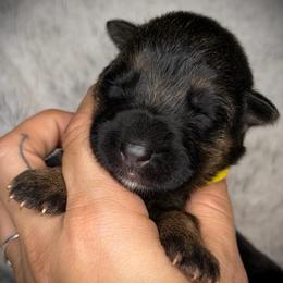 Yellow Collar girl - Black and red female German Shepherd puppy in Louisville, Kentucky from Haus of Beautiful Chaos German Shepherds