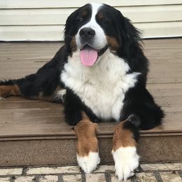 Aria - Bernese Mountain Dog