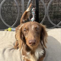 Becky - Dachshund