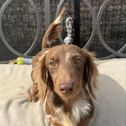 Becky - Dachshund