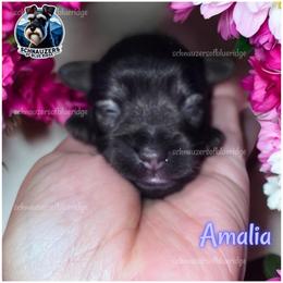 Amalia - Liver female Miniature Schnauzer puppy in Spruce Pine, North Carolina from Schnauzers of Blue Ridge