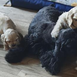 Cocker Spaniels from April Stich