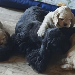 Cocker Spaniels from April Stich