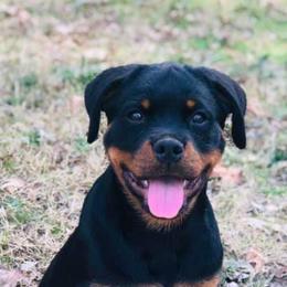 Rottweiler Puppies from Vom Arnold-Hause Rottweilers